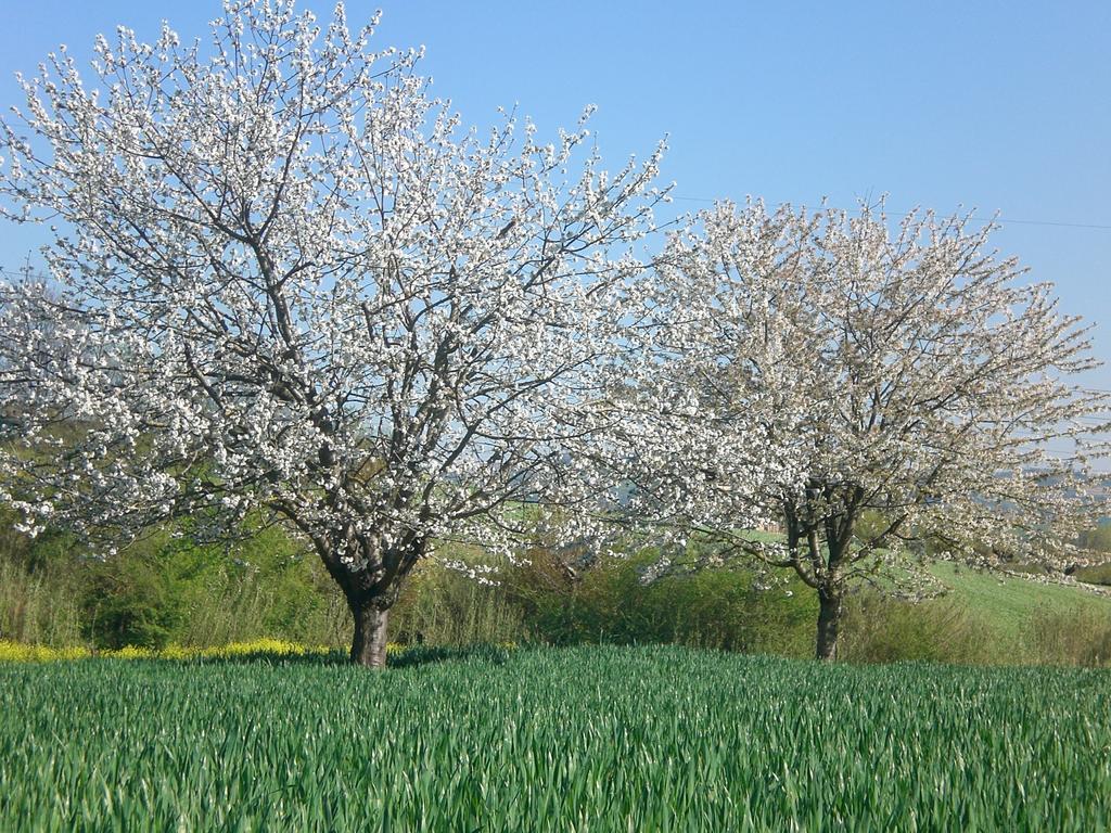 I Ciliegi Bed and Breakfast Osimo Exteriör bild