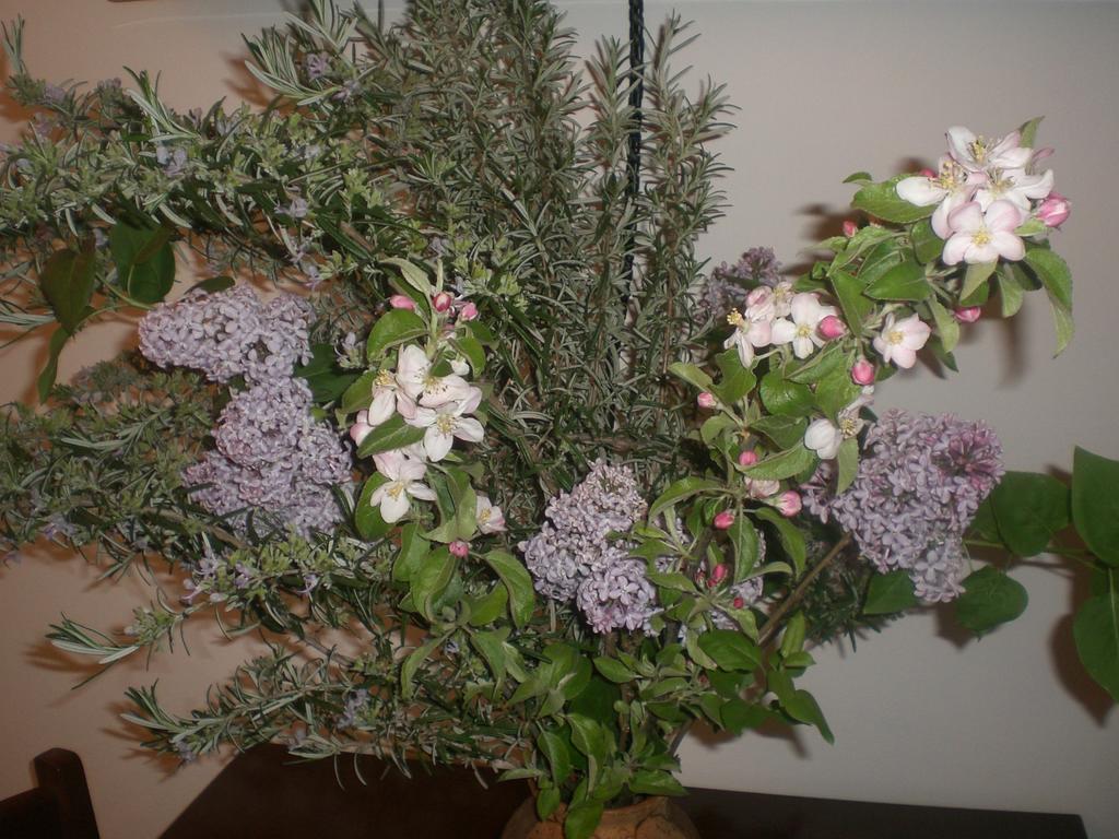 I Ciliegi Bed and Breakfast Osimo Exteriör bild
