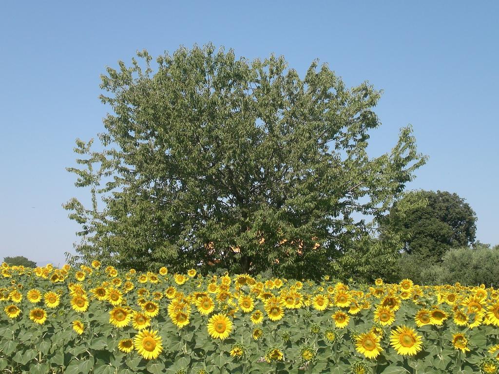 I Ciliegi Bed and Breakfast Osimo Exteriör bild