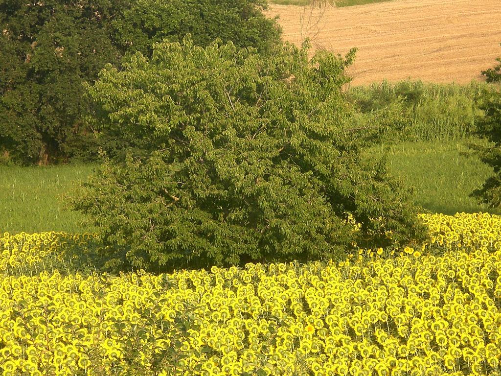 I Ciliegi Bed and Breakfast Osimo Exteriör bild