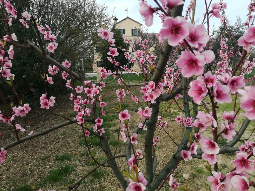 I Ciliegi Bed and Breakfast Osimo Exteriör bild