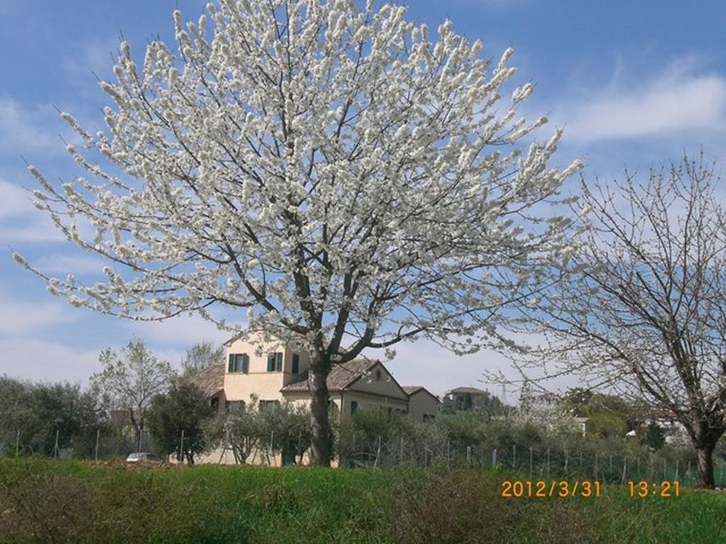 I Ciliegi Bed and Breakfast Osimo Exteriör bild